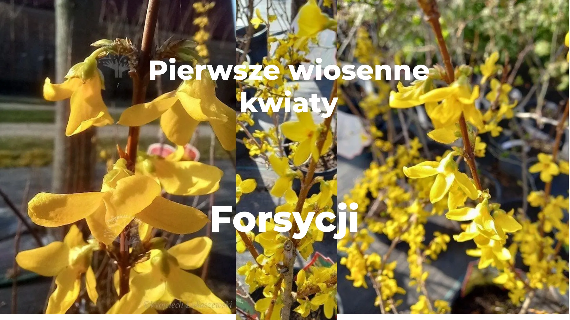 Forsycja pośrednia Goldzauber Forsycja pośrednia Goldzauber