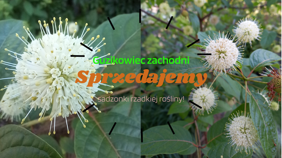 Guzikowiec zachodni Guzikowiec zachodni
